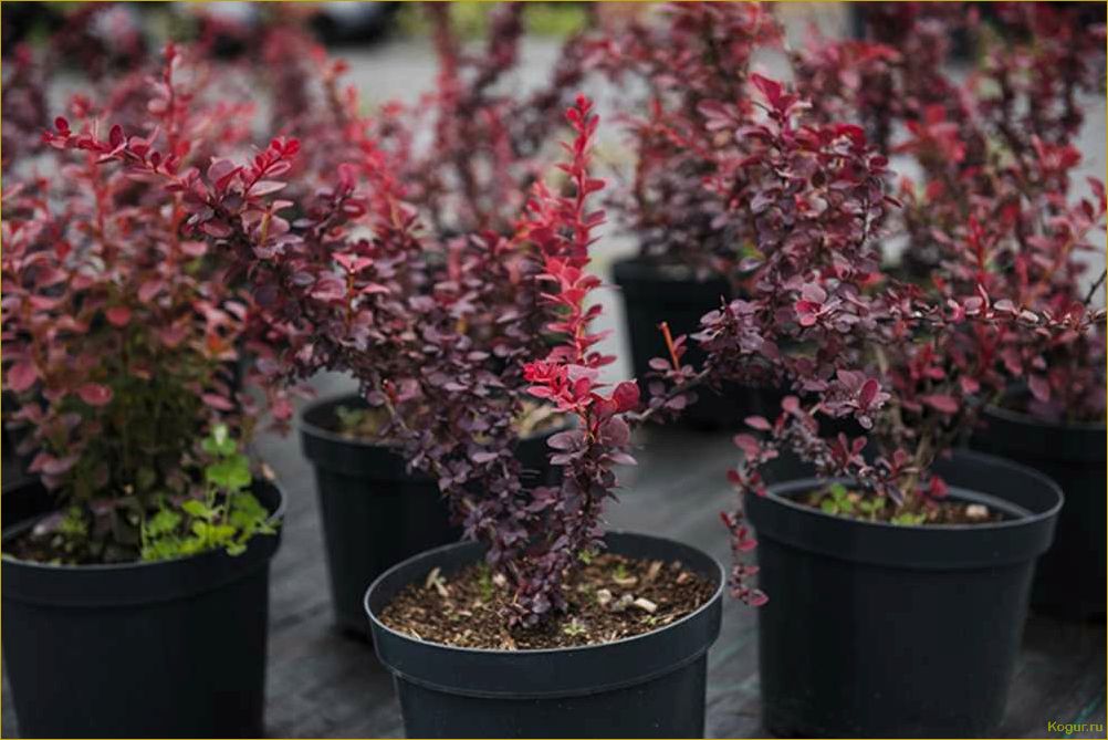 (фото, посадка, уход, барбарисом, обыкновенным) Фото, посадка и уход за барбарисом обыкновенным