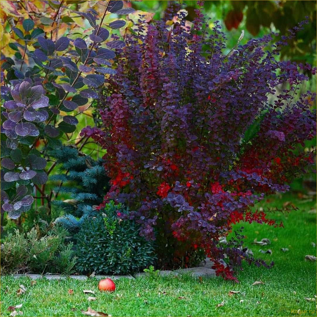 (фото, посадка, уход, барбарисом, обыкновенным) Фото, посадка и уход за барбарисом обыкновенным