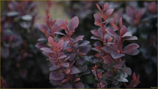 (фото, посадка, уход, барбарисом, обыкновенным) Фото, посадка и уход за барбарисом обыкновенным