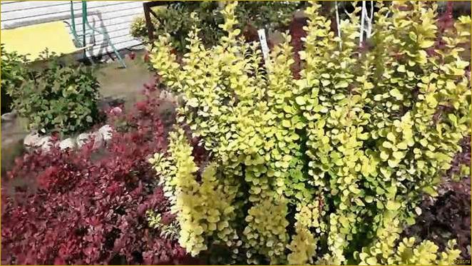 (фото, посадка, уход, барбарисом, обыкновенным) Фото, посадка и уход за барбарисом обыкновенным