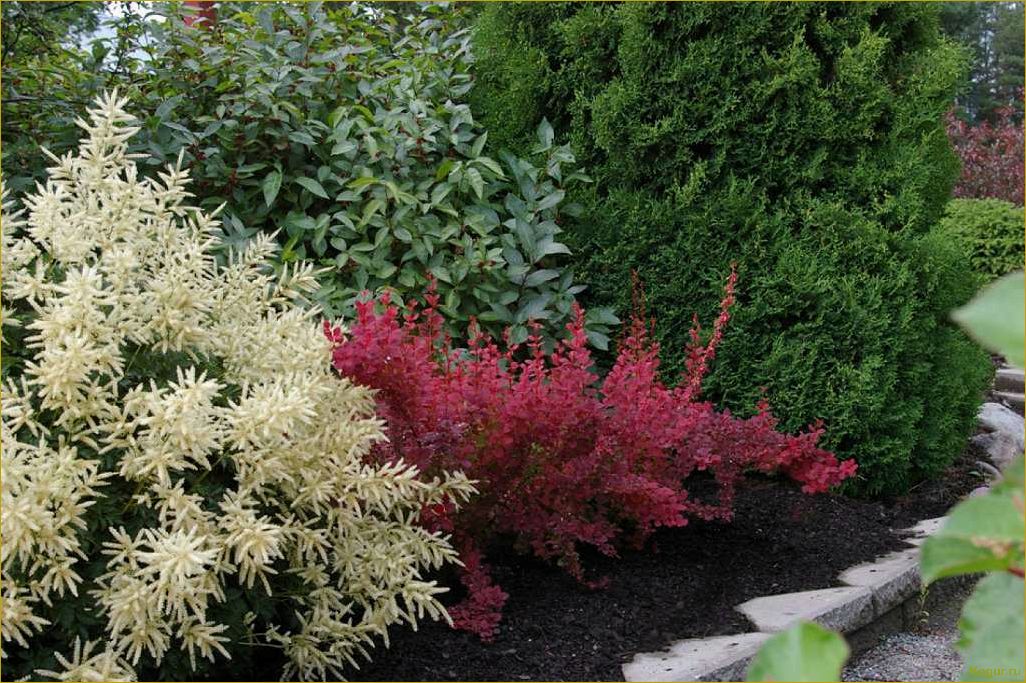 (фото, посадка, уход, барбарисом, обыкновенным) Фото, посадка и уход за барбарисом обыкновенным