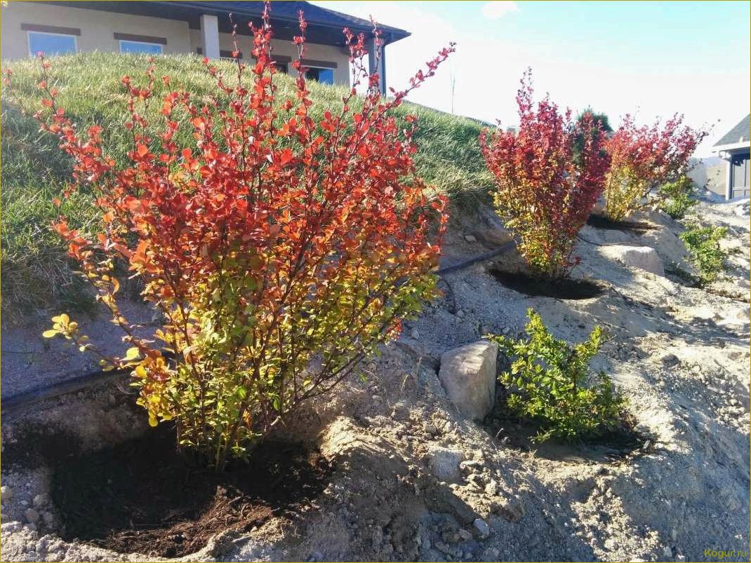 (фото, посадка, уход, барбарисом, обыкновенным) Фото, посадка и уход за барбарисом обыкновенным