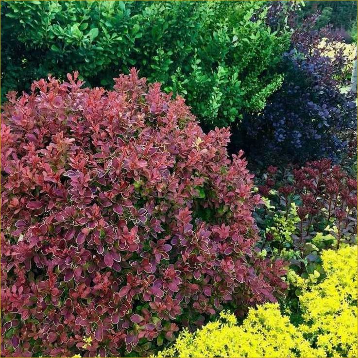 (фото, посадка, уход, барбарисом, обыкновенным) Фото, посадка и уход за барбарисом обыкновенным