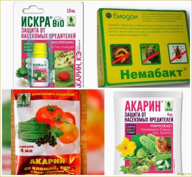 (использовать, немабакт, инструкция, применению, действие) Как использовать Немабакт: инструкция по применению и действие биопрепарата