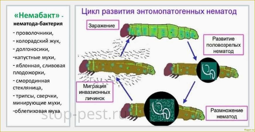 (использовать, немабакт, инструкция, применению, действие) Как использовать Немабакт: инструкция по применению и действие биопрепарата