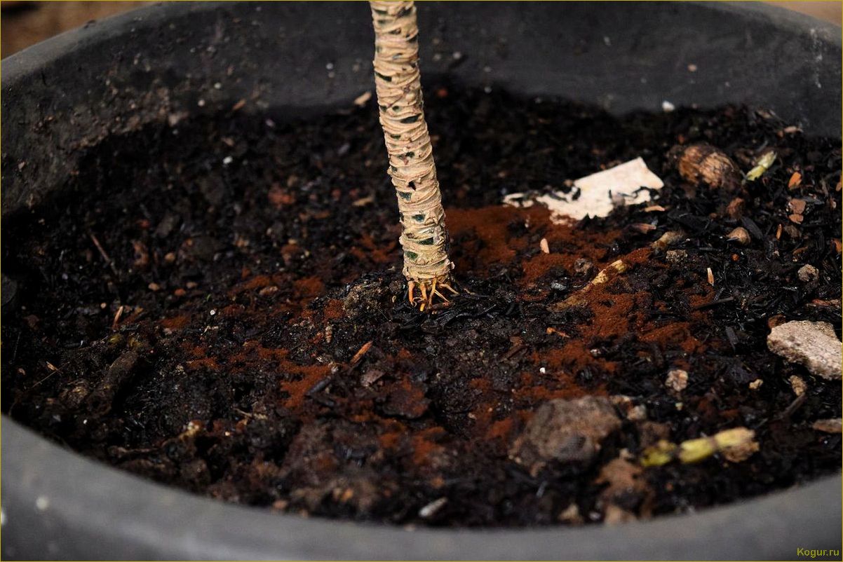 (использование, кофейного, жмыха, садоводстве, эффективное) Использование кофейного жмыха в садоводстве: эффективное удобрение для растений