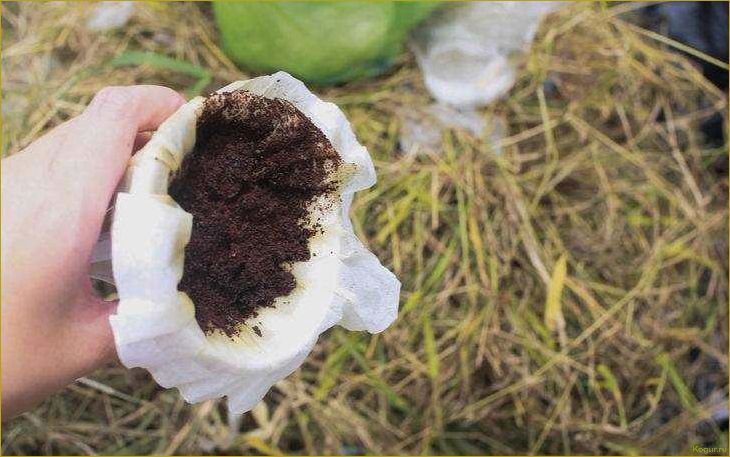 (использование, кофейного, жмыха, садоводстве, эффективное) Использование кофейного жмыха в садоводстве: эффективное удобрение для растений