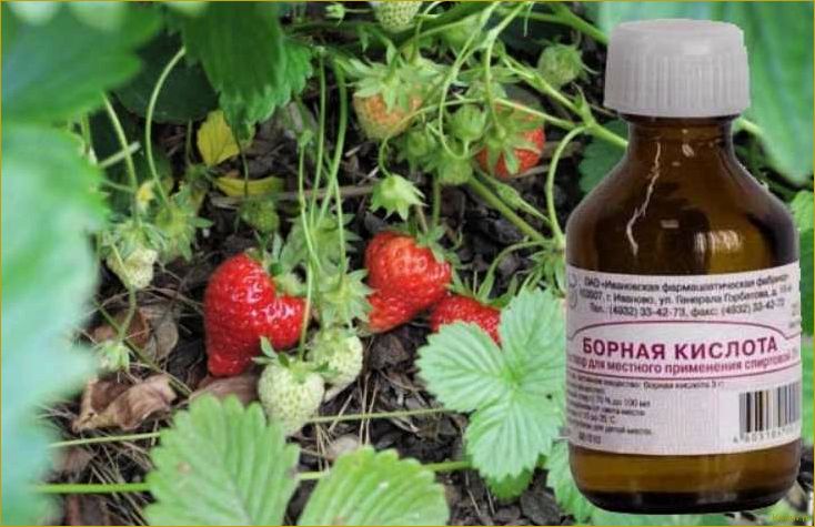 (применение, лекарственных, препаратов, аптеки, ухода) Применение лекарственных препаратов из аптеки для ухода за растениями в саду и на огороде