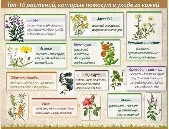 (применение, лекарственных, препаратов, аптеки, ухода) Применение лекарственных препаратов из аптеки для ухода за растениями в саду и на огороде