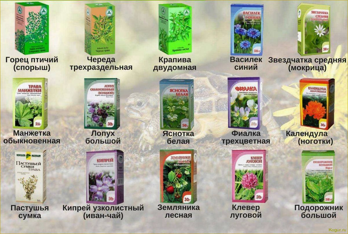 (применение, лекарственных, препаратов, аптеки, ухода) Применение лекарственных препаратов из аптеки для ухода за растениями в саду и на огороде