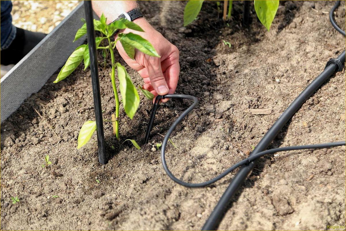 Повышение эффективности полива грядок с помощью системы Жук для капельного орошения