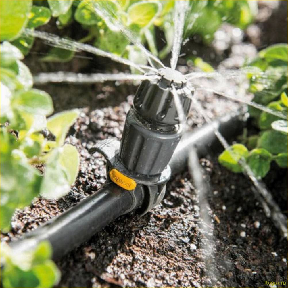 Повышение эффективности полива грядок с помощью системы Жук для капельного орошения