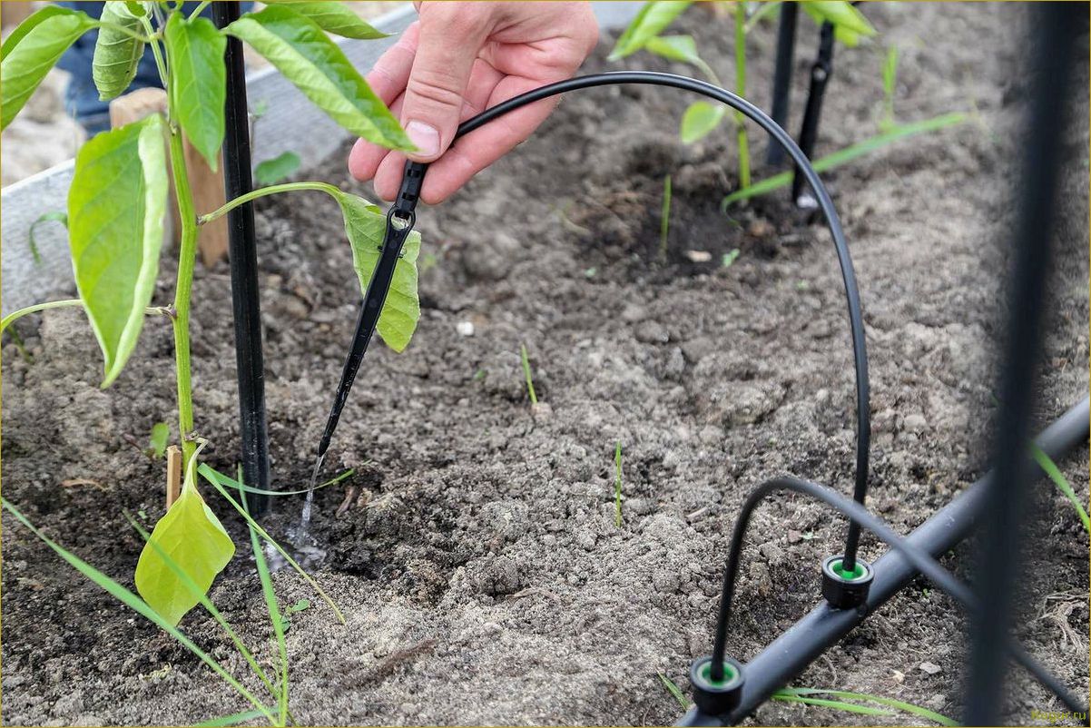 Повышение эффективности полива грядок с помощью системы Жук для капельного орошения