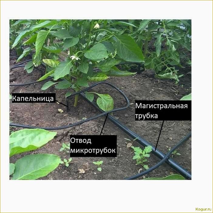 Повышение эффективности полива грядок с помощью системы Жук для капельного орошения