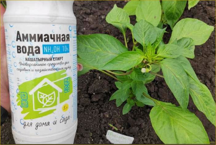 Используем нашатырный спирт для лука и чеснока как идеальную подкормку