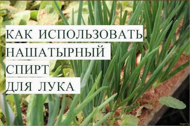 Используем нашатырный спирт для лука и чеснока как идеальную подкормку