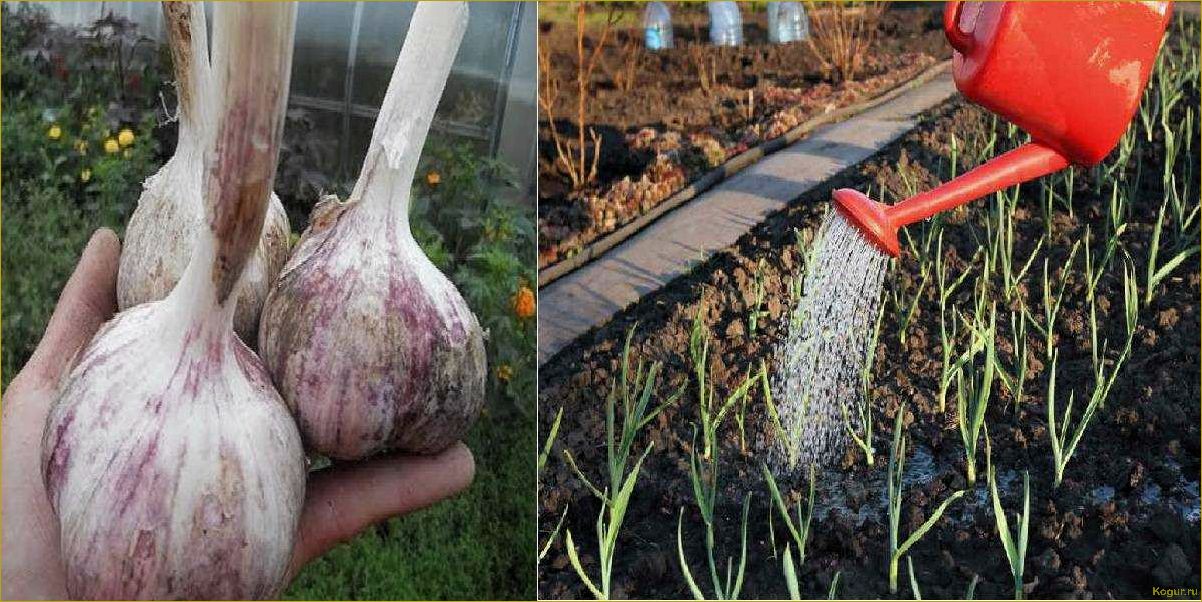 Используем нашатырный спирт для лука и чеснока как идеальную подкормку
