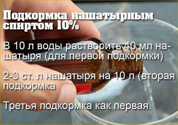 Используем нашатырный спирт для лука и чеснока как идеальную подкормку