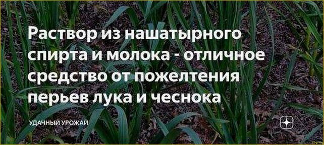 Используем нашатырный спирт для лука и чеснока как идеальную подкормку