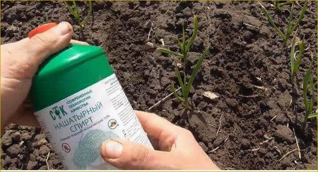 Используем нашатырный спирт для лука и чеснока как идеальную подкормку