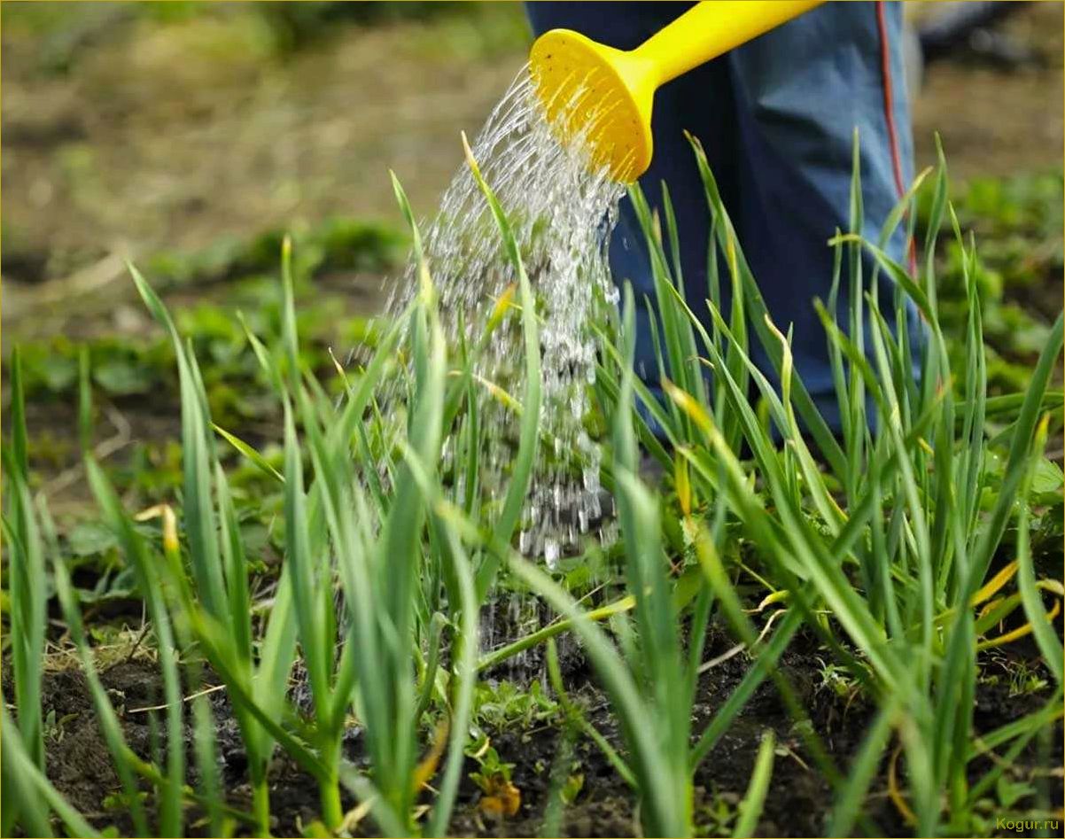 Используем нашатырный спирт для лука и чеснока как идеальную подкормку