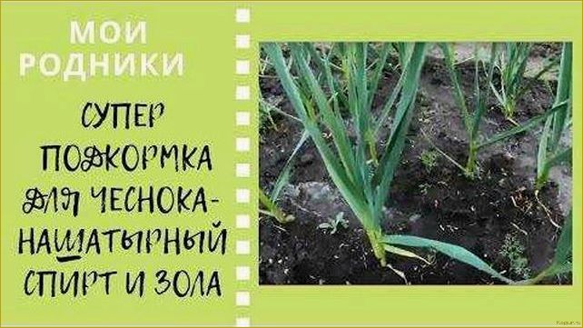 Используем нашатырный спирт для лука и чеснока как идеальную подкормку