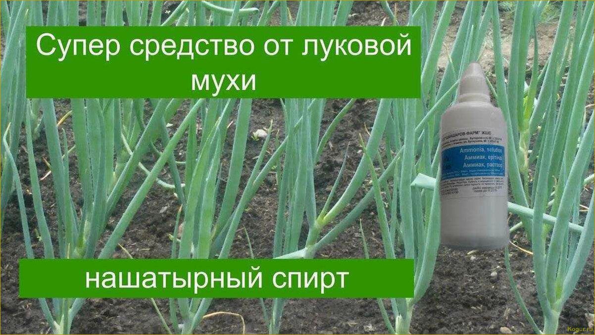 Используем нашатырный спирт для лука и чеснока как идеальную подкормку