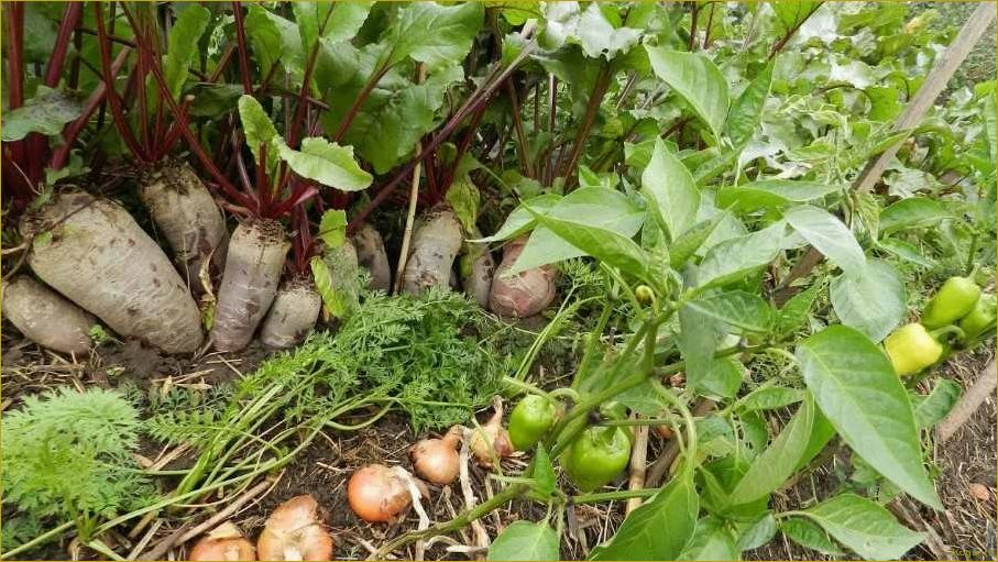 Используем теплые грядки Розума для получения богатого урожая