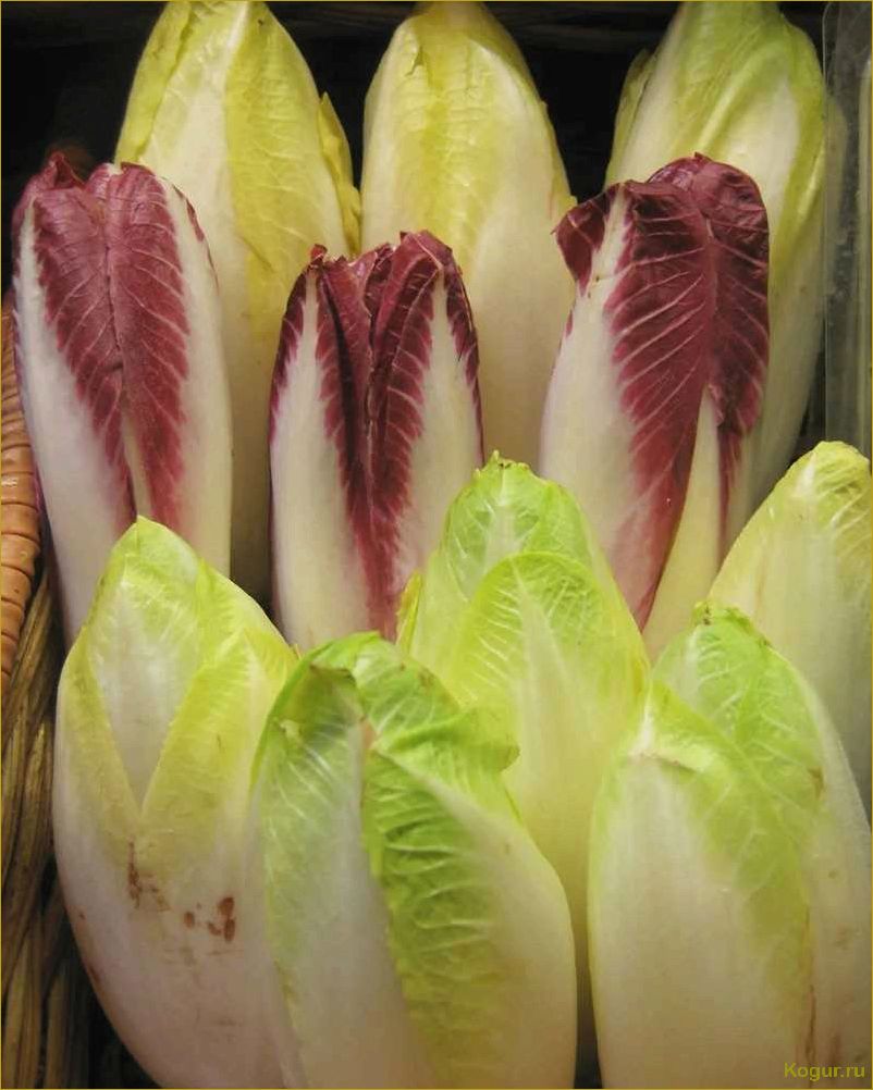 Изучаем полезные свойства необычного эндивия и секреты его приготовления