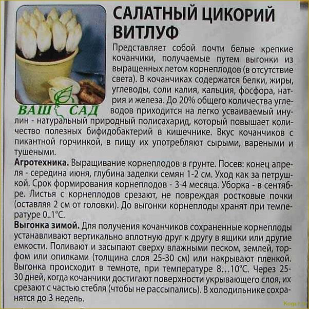 Изучаем полезные свойства необычного эндивия и секреты его приготовления