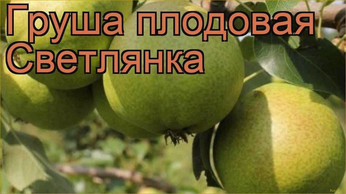 (познакомьтесь, грушей, сорта, северянка, узнайте) Познакомьтесь с грушей сорта Северянка: узнайте о его особенностях и внешнем виде.