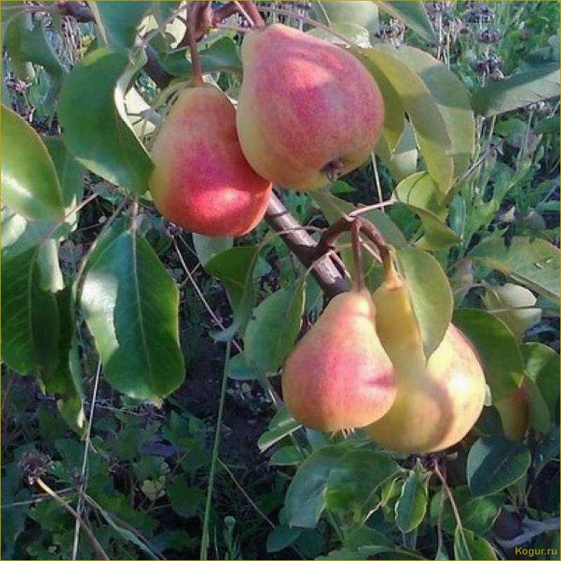 (познакомьтесь, грушей, сорта, северянка, узнайте) Познакомьтесь с грушей сорта Северянка: узнайте о его особенностях и внешнем виде.