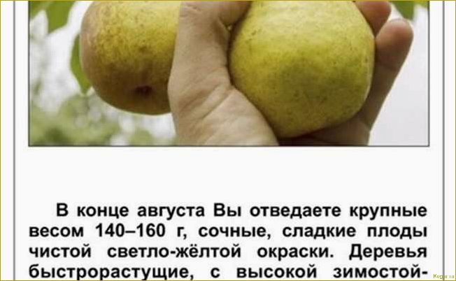 (познакомьтесь, грушей, сорта, северянка, узнайте) Познакомьтесь с грушей сорта Северянка: узнайте о его особенностях и внешнем виде.