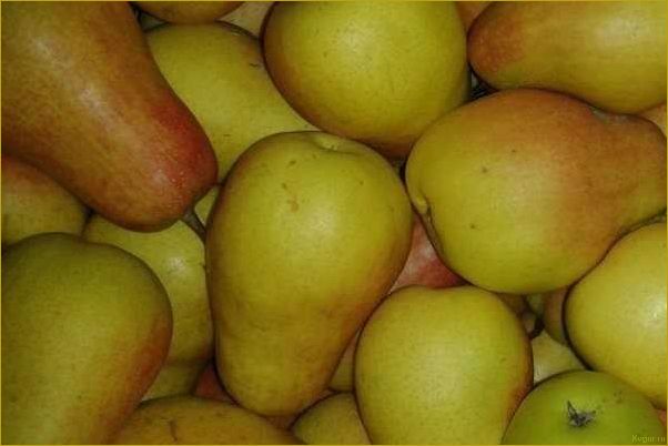 (познакомьтесь, грушей, сорта, северянка, узнайте) Познакомьтесь с грушей сорта Северянка: узнайте о его особенностях и внешнем виде.