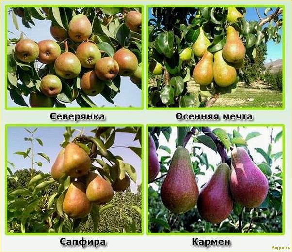 (познакомьтесь, грушей, сорта, северянка, узнайте) Познакомьтесь с грушей сорта Северянка: узнайте о его особенностях и внешнем виде.