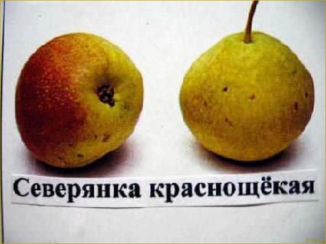 (познакомьтесь, грушей, сорта, северянка, узнайте) Познакомьтесь с грушей сорта Северянка: узнайте о его особенностях и внешнем виде.