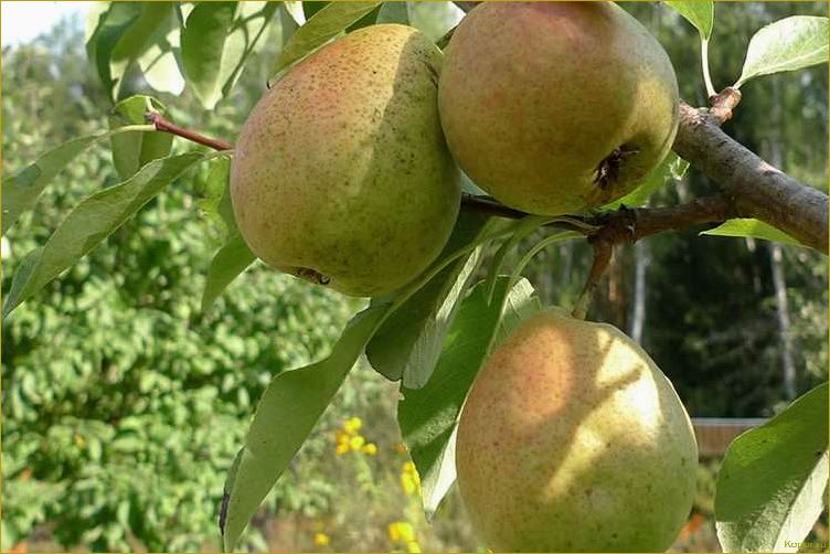 (познакомьтесь, грушей, сорта, северянка, узнайте) Познакомьтесь с грушей сорта Северянка: узнайте о его особенностях и внешнем виде.