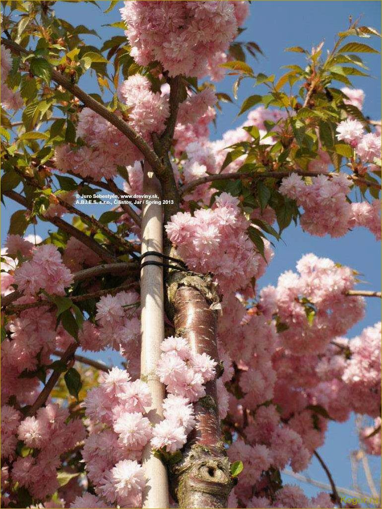 Японская вишня Сакура мелькопильчатая канзан кику шидаре