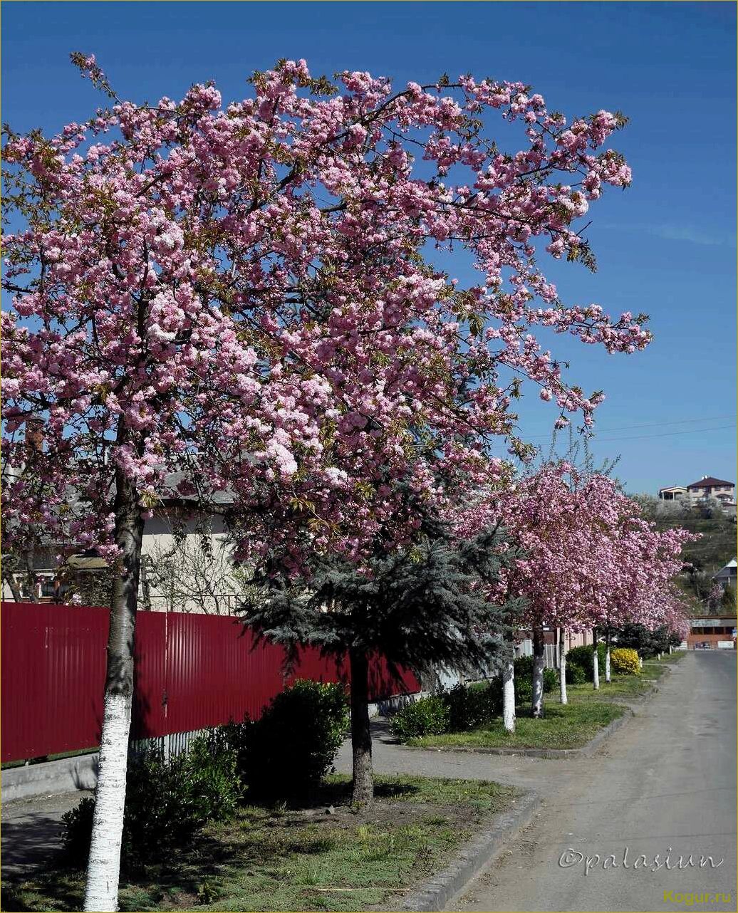 Японская вишня Сакура мелькопильчатая канзан кику шидаре