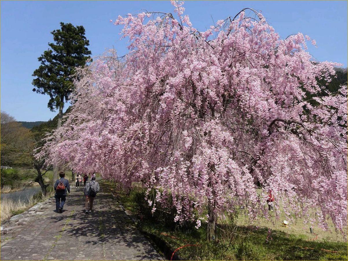 Японская вишня Сакура мелькопильчатая канзан кику шидаре