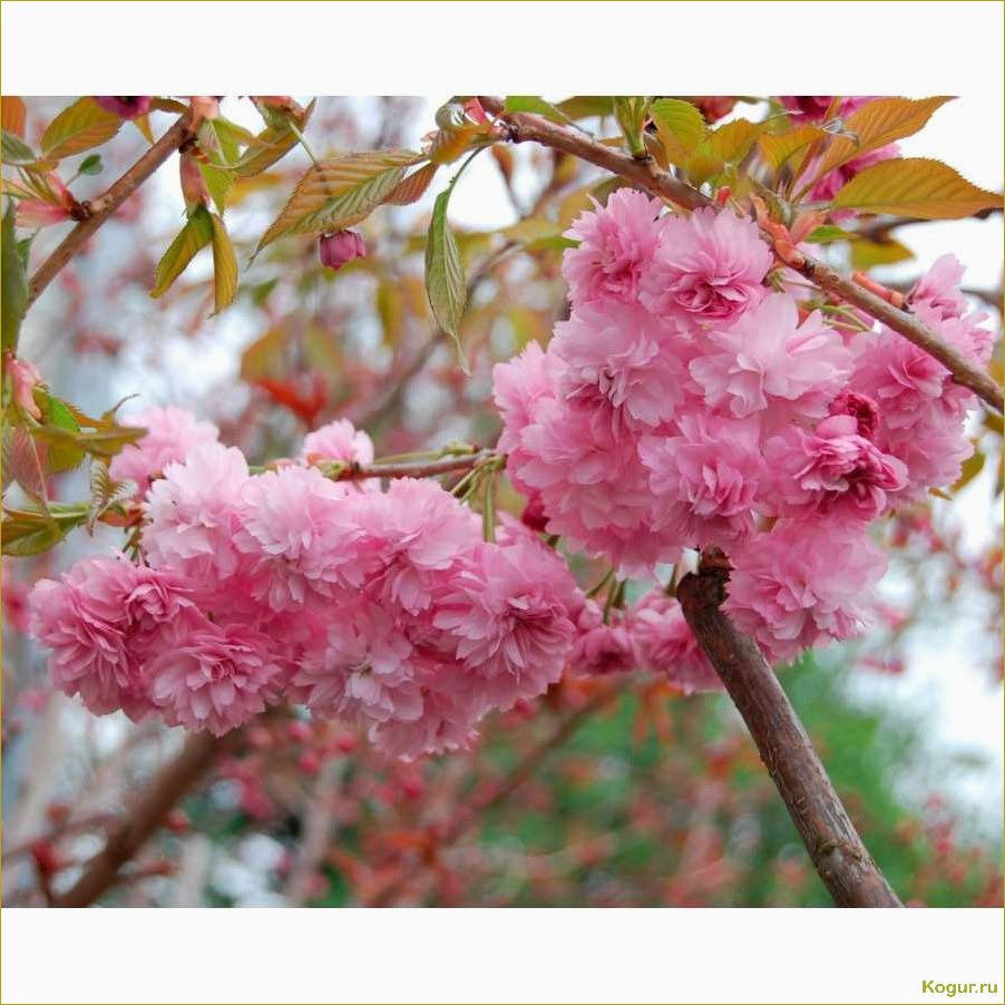 Японская вишня Сакура мелькопильчатая канзан кику шидаре