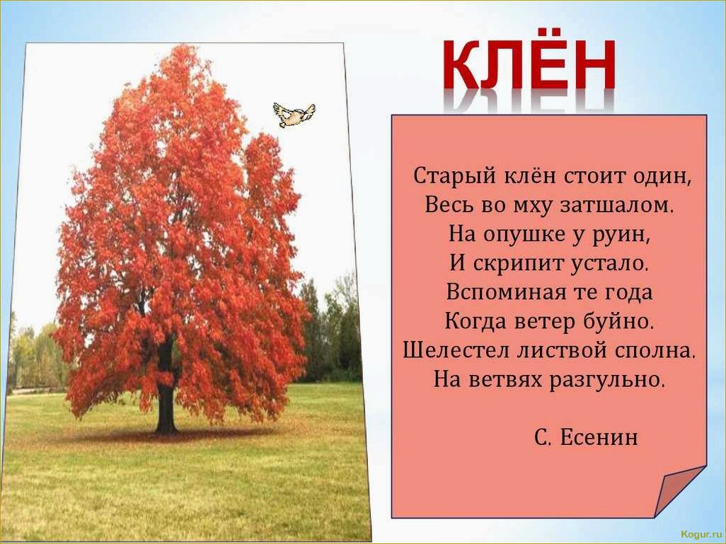 Эффектная красота клена в любое время года