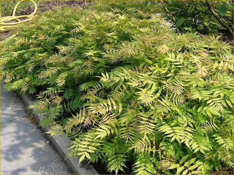 (эффектные, виды, рябинника, украшения, дачного) Эффектные виды рябинника для украшения дачного участка