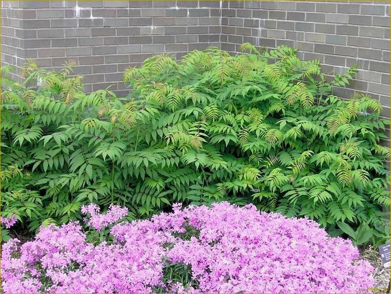 (эффектные, виды, рябинника, украшения, дачного) Эффектные виды рябинника для украшения дачного участка