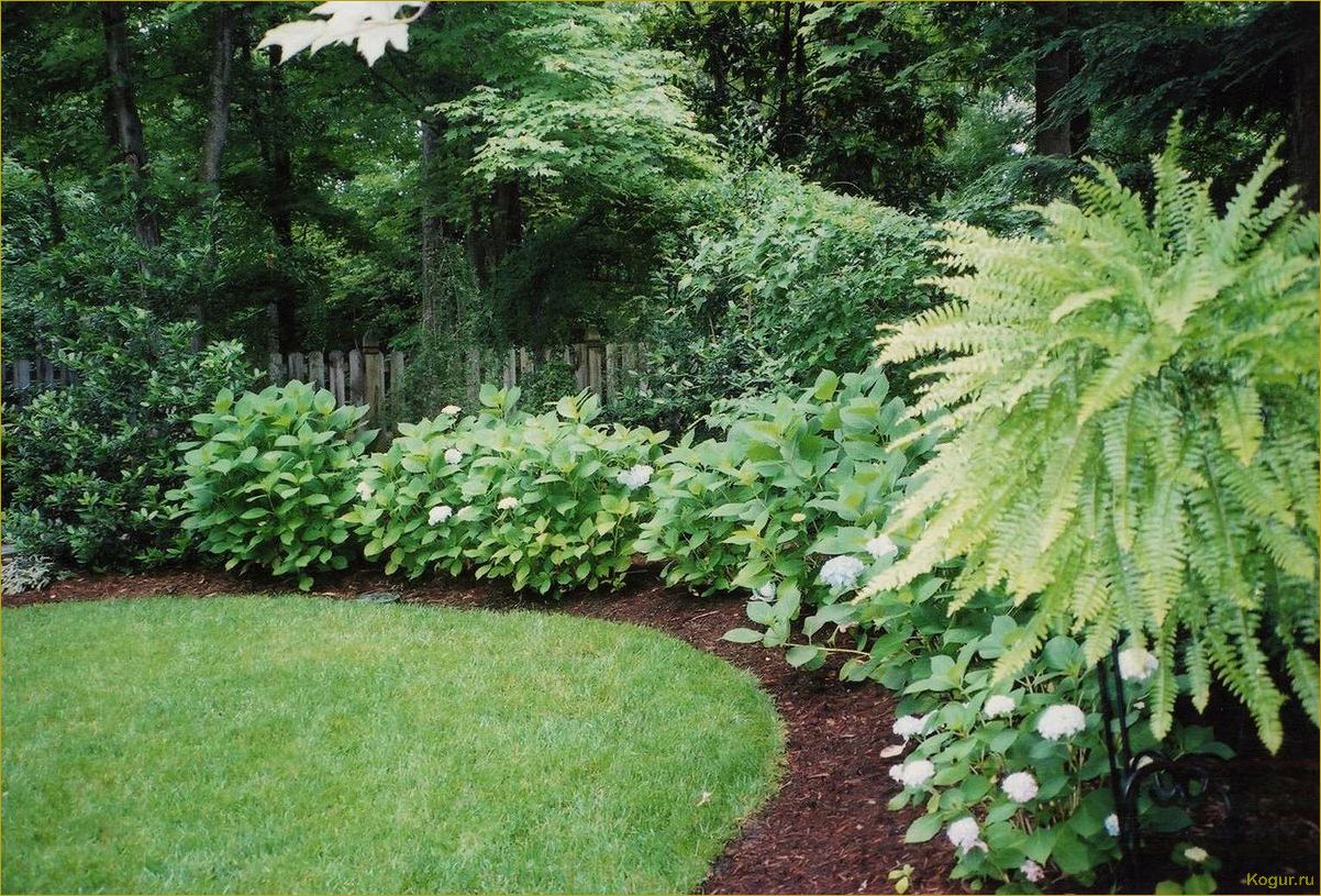 (эффектные, виды, рябинника, украшения, дачного) Эффектные виды рябинника для украшения дачного участка