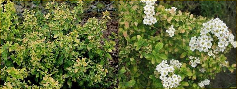 (элегантная, спирея, ниппонская, нашем, саду) Элегантная спирея ниппонская в нашем саду