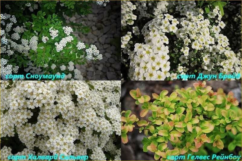 (элегантная, спирея, ниппонская, нашем, саду) Элегантная спирея ниппонская в нашем саду