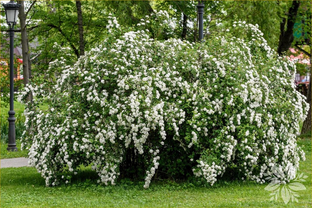 (элегантная, спирея, ниппонская, нашем, саду) Элегантная спирея ниппонская в нашем саду