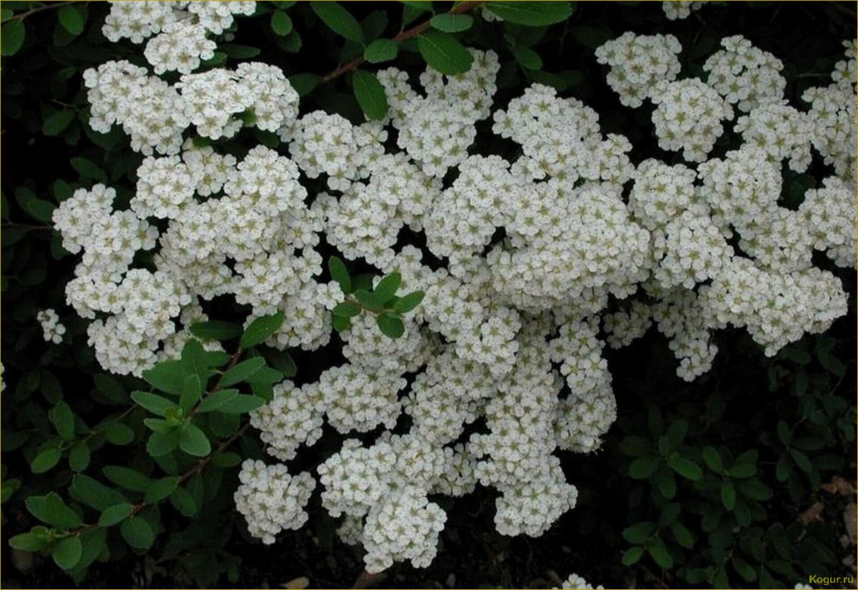 (элегантная, спирея, ниппонская, нашем, саду) Элегантная спирея ниппонская в нашем саду