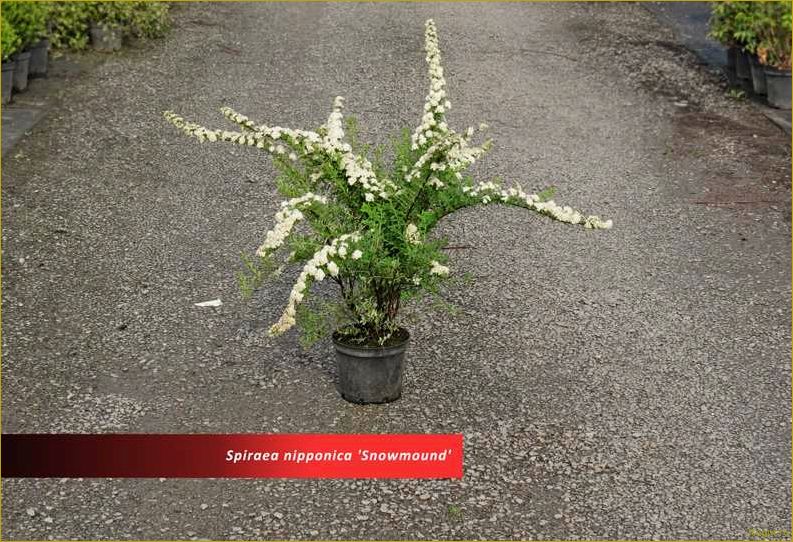 (элегантная, спирея, ниппонская, нашем, саду) Элегантная спирея ниппонская в нашем саду